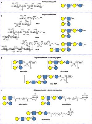 Neoglycoconjugate of Tetrasaccharide Representing One Repeating Unit of the Streptococcus pneumoniae Type 14 Capsular Polysaccharide Induces the Production of Opsonizing IgG1 Antibodies and Possesses the Highest Protective Activity As Compared to Hexa- and Octasaccharide Conjugates